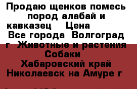 Продаю щенков помесь пород алабай и кавказец. › Цена ­ 1 500 - Все города, Волгоград г. Животные и растения » Собаки   . Хабаровский край,Николаевск-на-Амуре г.